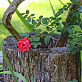 Rose on Wood Photograph by PJQandFriends Photography Rose on Wood Photograph by PJQandFriends Photography