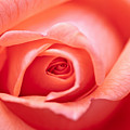 Rose Petals by Michal Boubin Rose Petals by Michal Boubin