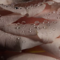 Rose Series 1 Pink Photograph by Mike Eingle Rose Series 1 Pink Photograph by Mike Eingle