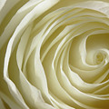 Rose Series 4 White Photograph by Mike Eingle Rose Series 4 White Photograph by Mike Eingle