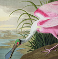 Roseate Spoonbill Painting by John James Audubon Roseate Spoonbill Painting by John James Audubon
