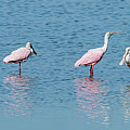 Roseate Spoonbill Line-up Photograph by Dawn Currie