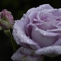 Rosebud Photograph by DArcy Evans Rosebud Photograph by DArcy Evans