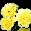 Roses 11 by Will Borden Roses 11 by Will Borden