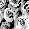 Roses - Black and White Photograph by Marianna Mills Roses - Black and White Photograph by Marianna Mills