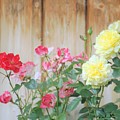 Swiss Roses Photograph by Merle Grenz Swiss Roses Photograph by Merle Grenz
