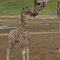 Rothschild Giraffe Giraffa Photograph by San Diego Zoo Rothschild Giraffe Giraffa Photograph by San Diego Zoo
