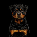 Rottweiler Photograph by Sergey Taran Rottweiler Photograph by Sergey Taran