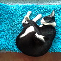 Round Of A Cat Photograph by Sukalya Chearanantana Round Of A Cat Photograph by Sukalya Chearanantana