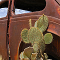 Route 66 Cactus Photograph by Mike McGlothlen Route 66 Cactus Photograph by Mike McGlothlen