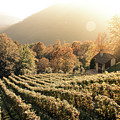 Rows of vine in a vineyard in ticino, switzerland at sunset Photograph by Amanda Mohler Rows of vine in a vineyard in ticino, switzerland at sunset Photograph by Amanda Mohler