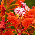 Royal Poinciana by Ed Gleichman