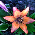 Royal Sunset Digital Art by Pennie McCracken Royal Sunset Digital Art by Pennie McCracken