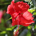 Ruby Red Hibiscus Flower in Bloom by Colleen Cornelius Ruby Red Hibiscus Flower in Bloom by Colleen Cornelius