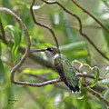 Ruby-Throated Hummingbird - Female Photograph by DB Hayes Ruby-Throated Hummingbird - Female Photograph by DB Hayes