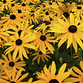 Rudbeckia fulgida Goldsturm Photograph by Eva-Maria Di Bella Rudbeckia fulgida Goldsturm Photograph by Eva-Maria Di Bella