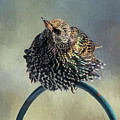 Ruffled Photograph by Cathy Kovarik Ruffled Photograph by Cathy Kovarik