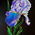 Ruffled Iris Drawing by David Neace Ruffled Iris Drawing by David Neace