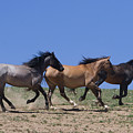 Running Free- Wild Horses Photograph by Mark Miller Running Free- Wild Horses Photograph by Mark Miller
