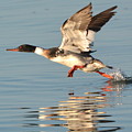 Running Takeoff by Dan Williams