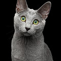 Russian blue cat with amazing green eyes on isolated black backg Photograph by Sergey Taran Russian blue cat with amazing green eyes on isolated black backg Photograph by Sergey Taran