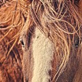 Rustic Eyes Photograph by Amanda Smith Rustic Eyes Photograph by Amanda Smith