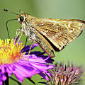 Sachem Skipper Photograph by Jennifer Robin Sachem Skipper Photograph by Jennifer Robin