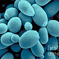 Sachharomyces Cerevisiae Yeast Photograph by Scimat Sachharomyces Cerevisiae Yeast Photograph by Scimat