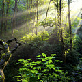 Sacred Light Photograph by Chad Dutson Sacred Light Photograph by Chad Dutson