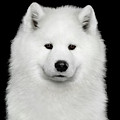 Sad Samoyed Photograph by Sergey Taran Sad Samoyed Photograph by Sergey Taran
