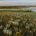 Sage Prairie And Marsh In Upper Souris by Gerry Ellis Sage Prairie And Marsh In Upper Souris by Gerry Ellis