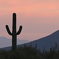 Saguaro at Sunset Photograph by Christy Pooschke Saguaro at Sunset Photograph by Christy Pooschke