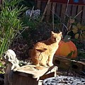 Salem in the Garden by Rabiah Seminole