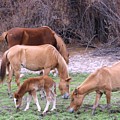 Salt River Wild Horses in Winter Photograph by Judy Kennedy Salt River Wild Horses in Winter Photograph by Judy Kennedy