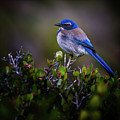 San Diego Bluebird Photograph by Doug Sturgess San Diego Bluebird Photograph by Doug Sturgess