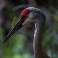 Sandhill Crane 1 by Joseph Skalny