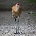 Sandhill Crane 2 by Joseph Skalny