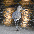  Sunrise Sandpiper by Beth Myer Photography