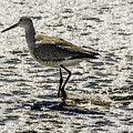 Sandpiper Photograph by WAZgriffin Digital Sandpiper Photograph by WAZgriffin Digital