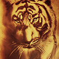 Sandy Tiger. Golden Drawing by Elena Vedernikova Sandy Tiger. Golden Drawing by Elena Vedernikova