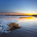 Santa Cruz Starfish by Sean Davey Santa Cruz Starfish by Sean Davey