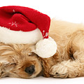 Santa's Sleepy Spaniel Photograph by Warren Photographic Santa's Sleepy Spaniel Photograph by Warren Photographic