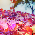 Scarlet And Gold Photograph by Theresa Tahara Scarlet And Gold Photograph by Theresa Tahara
