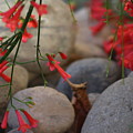 Scarlet Bugler Blossoms on Rocks by Colleen Cornelius Scarlet Bugler Blossoms on Rocks by Colleen Cornelius
