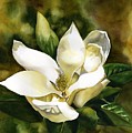 Scent Of The Magnolia by Alfred Ng