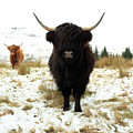 Scottish Black Highland Coo Photograph by Maria Gaellman Scottish Black Highland Coo Photograph by Maria Gaellman