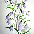 Scottish Blue Bells by Karin Dawn Kelshall- Best Scottish Blue Bells by Karin Dawn Kelshall- Best