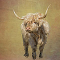 Scottish Highlander Photograph by Tom Singleton Scottish Highlander Photograph by Tom Singleton