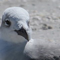 groups that rescue birds in charlotte