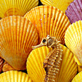Sea Horse And Sea Shells by Garry Gay Sea Horse And Sea Shells by Garry Gay